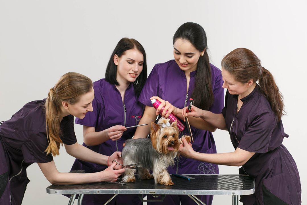 Грумер после 9 класса. Грумер после 9 класса. Бигль йоркширский терьер. Груминг собак. Парикмахер для собак.